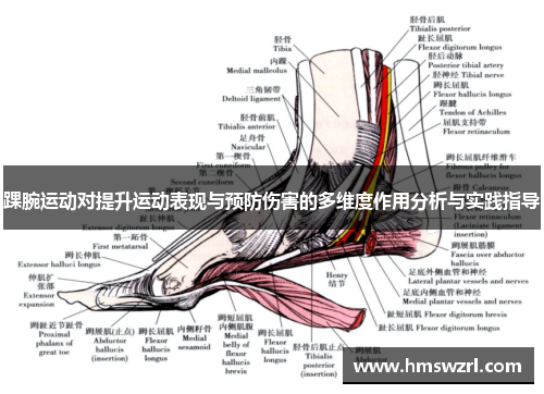 踝腕运动对提升运动表现与预防伤害的多维度作用分析与实践指导